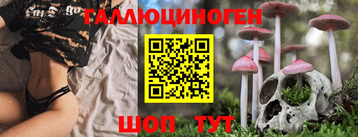 Псилоцибиновые грибы Psilocybine cubensis Луга